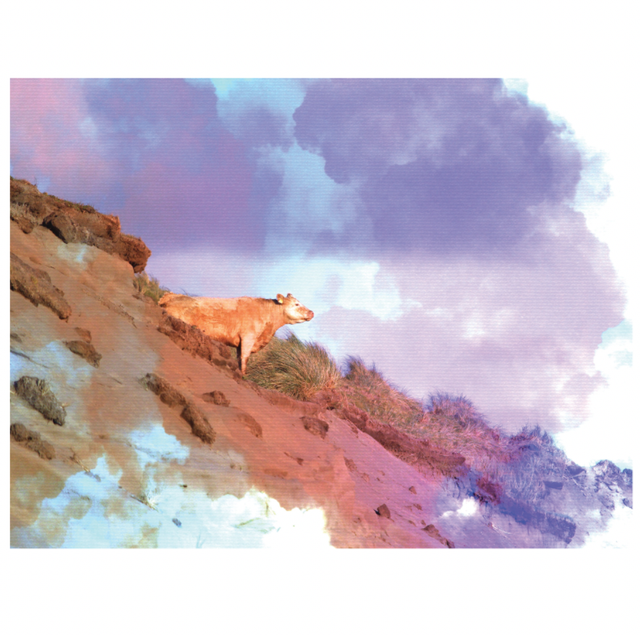 Contemplating Cow Photo-wash