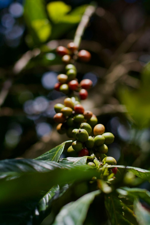 Colombia Sierra Nevada de Santa Marta. Coffee beans 