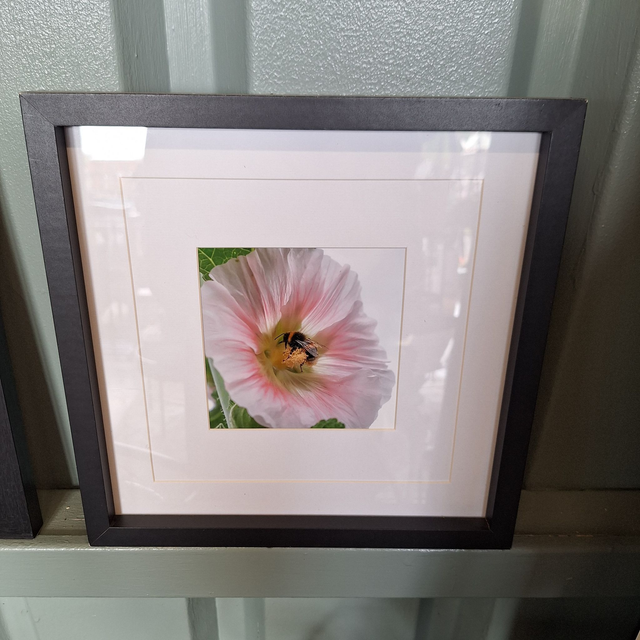 Hollyhock and bee framed photo print.
