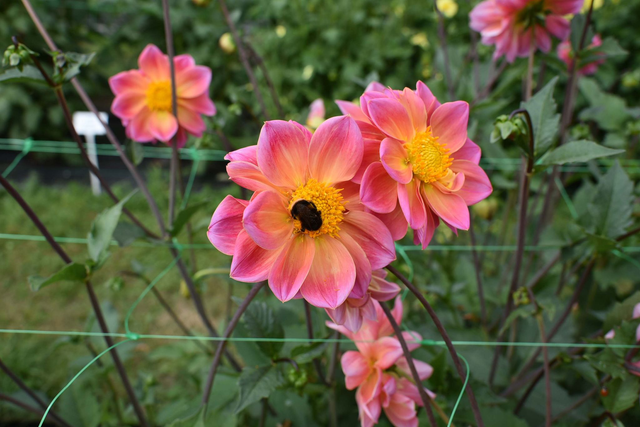 Dahlia 419 (from seed)