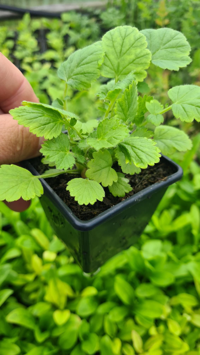 Geum Mrs Bradshaw 2L