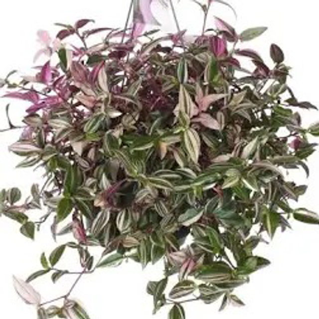 Hanging Trandescantia