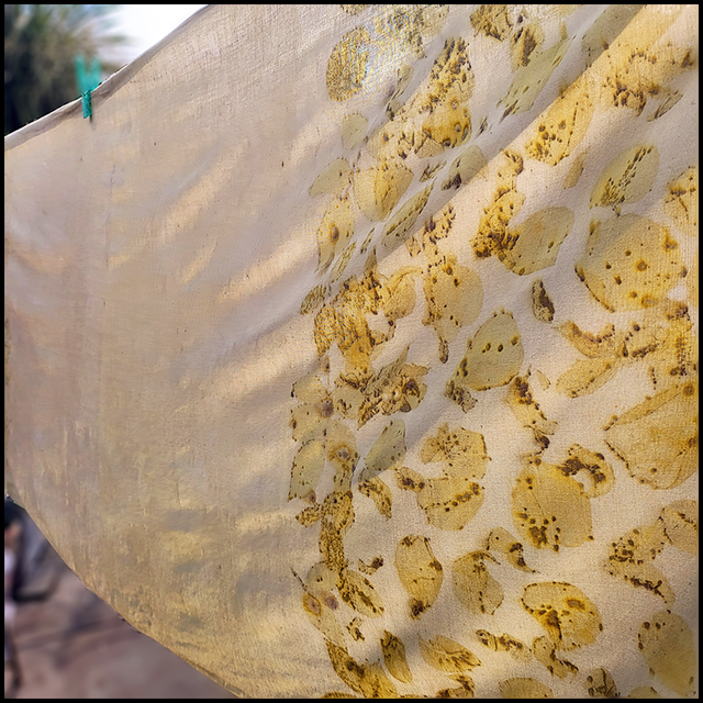 Organic cotton pashmina - eco printed with white rose petals and leaves and over dyed with dried marigolds.
