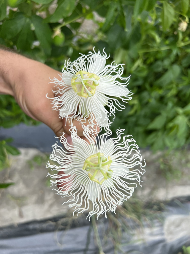 Passionsfrucht Cooltropics® Snowstar®