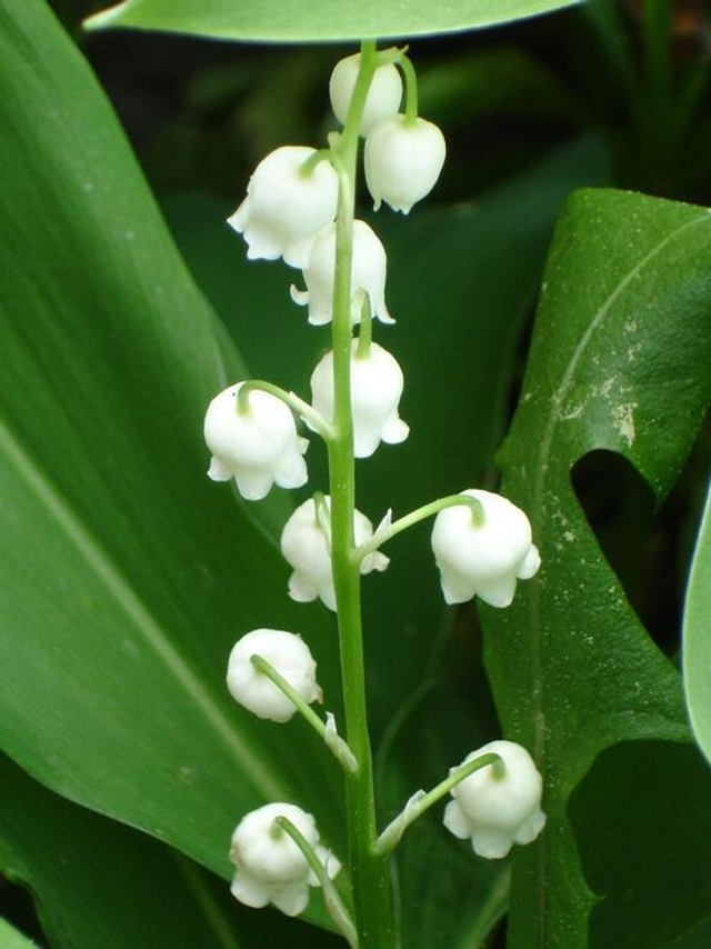 Convallaria majalis - Lilly of the Valley