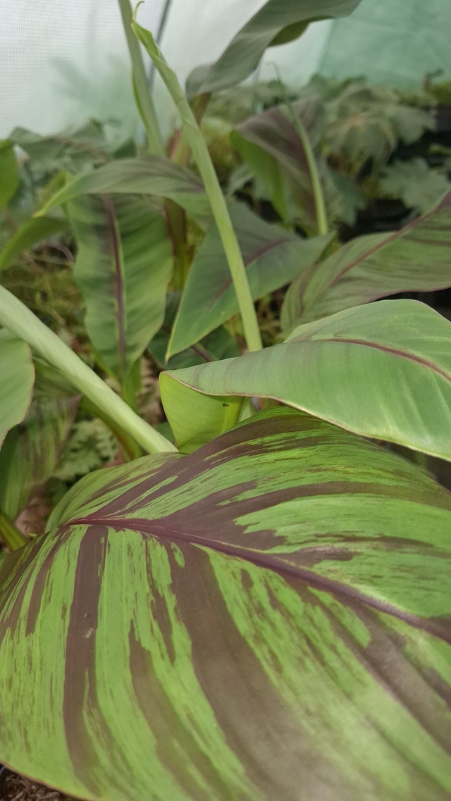 Musa sikkimensis &#039;Ever Red&#039; 2 litre