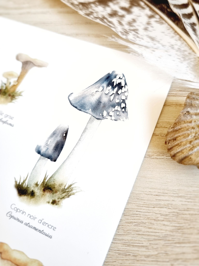 Affiche "Champignons Merveilleux"