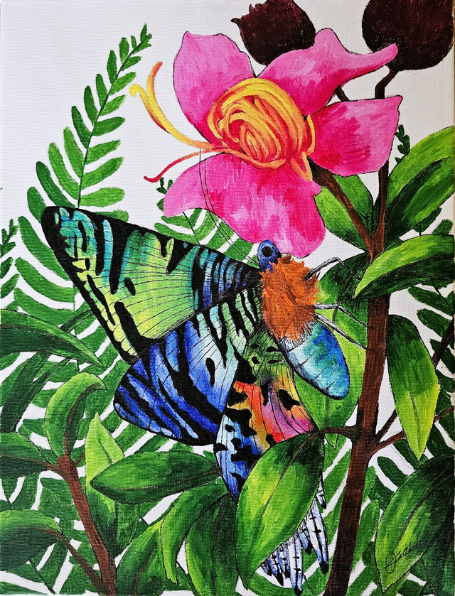 Madagascan Sunset Moth