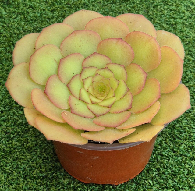 Aeonium glandulosum 