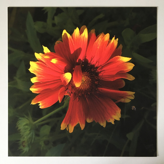 "Hide the light" - Tirage Photo FineArt (30x30 sans cadre)