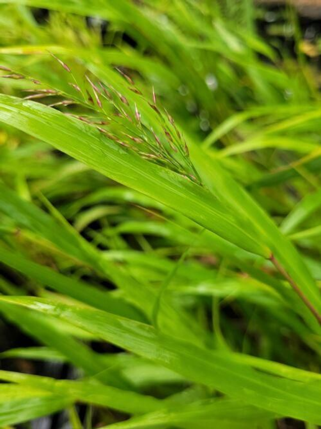 Hakonechloa macra 'Nicolas' 2 litre 