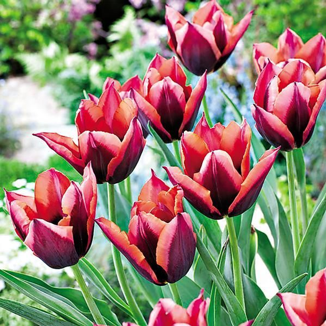 Tulipe Triomphe Slawa – Bulbes à fleurs