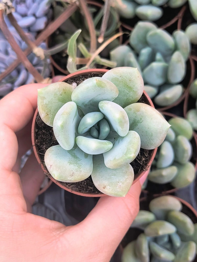 Graptoveria 