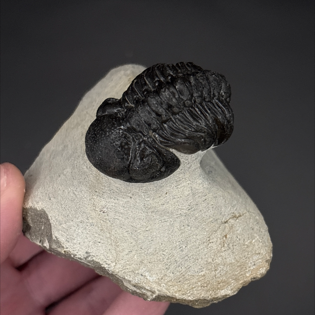 Phacops Trilobite 