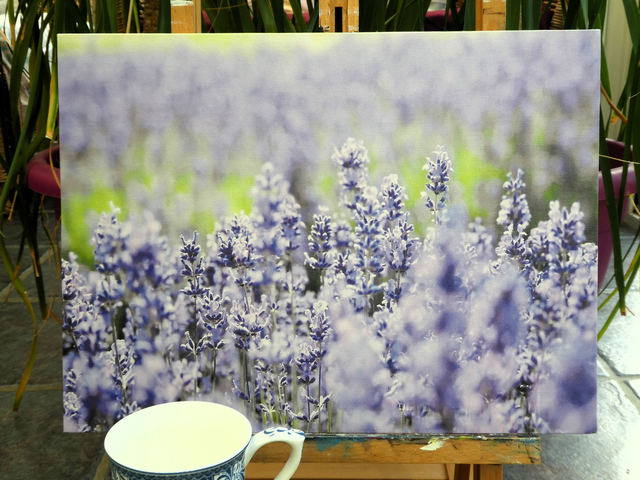 Photographic Open Edition Canvas Panel Print, from my "Lavender" collection, "Purple Haze"