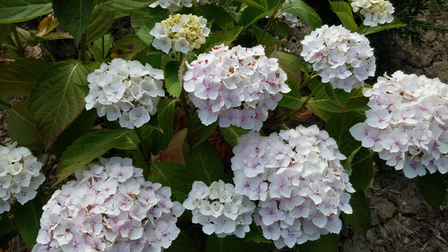 Hydrangea macrophylla  'Madame Emile Mouillère' - 1ltr pot