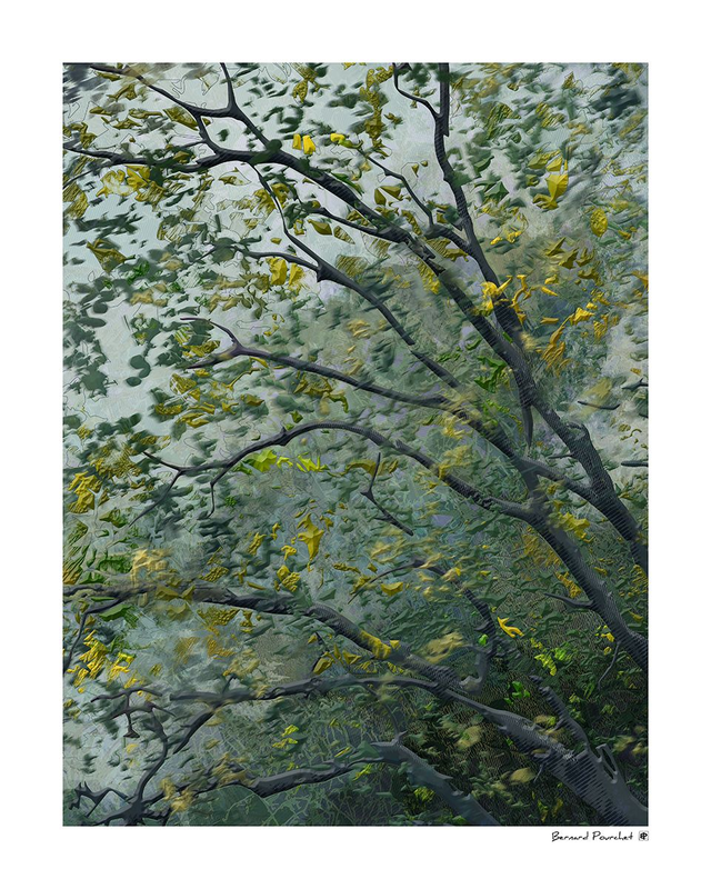 Arb08 - Platanas Mico Varifolius