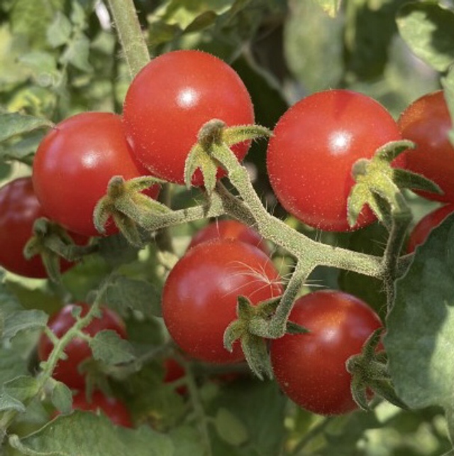 Tomate cerise « Copper Currant » Rouge Mi-Saison Bio