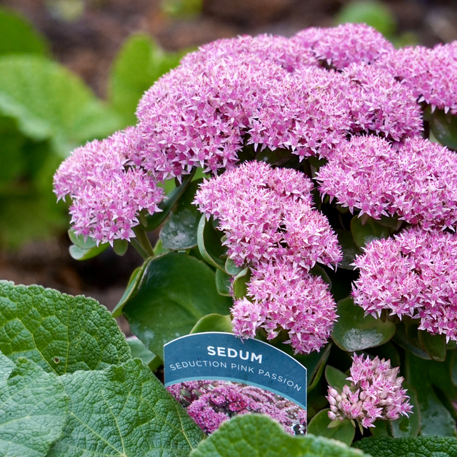 Sedum Seduction 'Pink Passion' 3Ltr