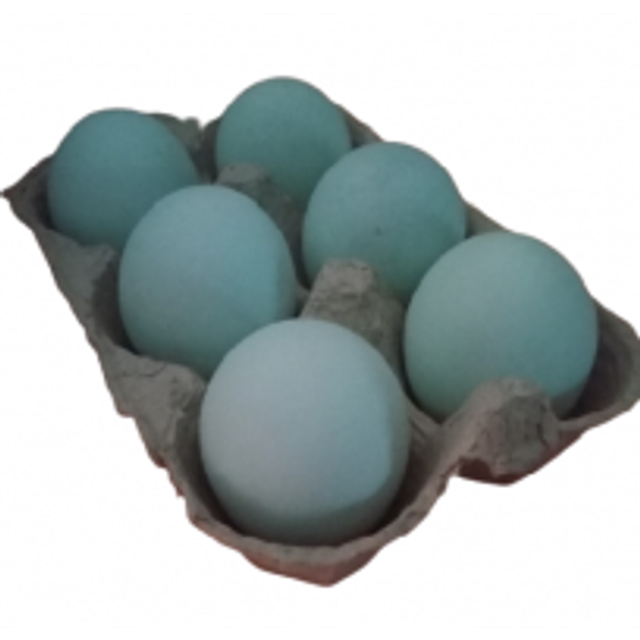 Pondeuse Azur (oeuf bleu)