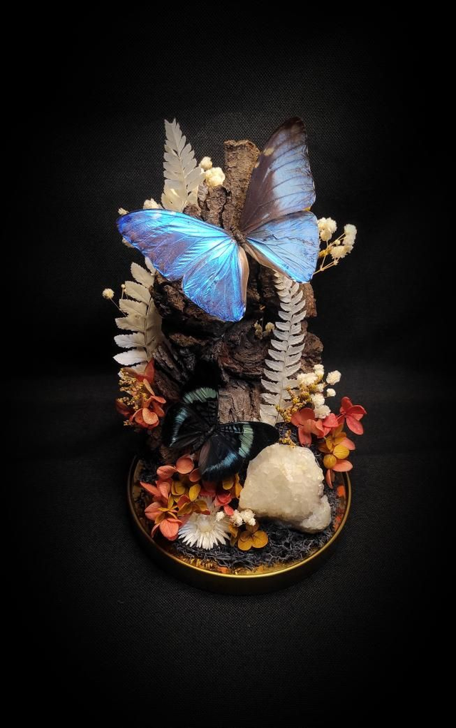 Diorama Duo de papillons Morpho & Panacea Quartz