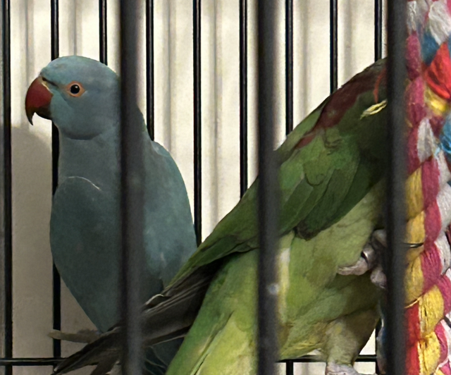 Blue Baby Indian Ringnecks 