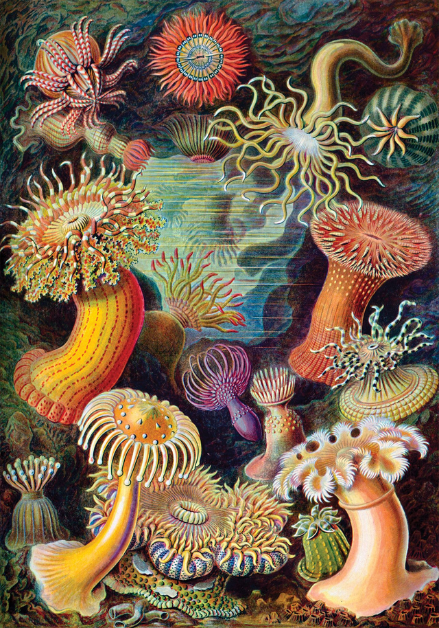 Coral Reef Forest