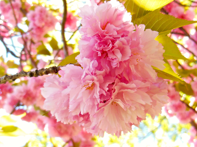 Create your own 4 Variety Pack luxury notecard Bundle