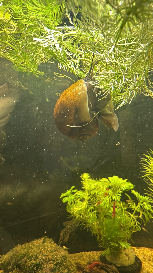 Golden Apple Snail