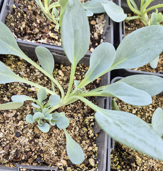 Plante huître (Mertensia maritima)