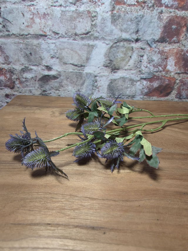 Tak Eryngium paars