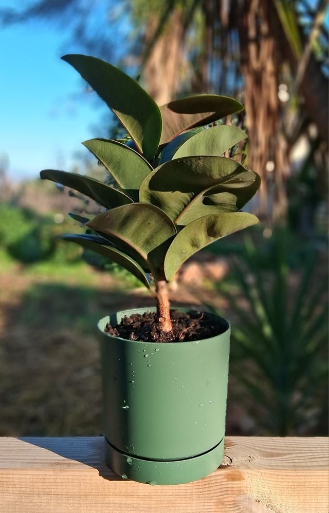 C132 . Ficus elastica 'Sofia' in Tubo 13