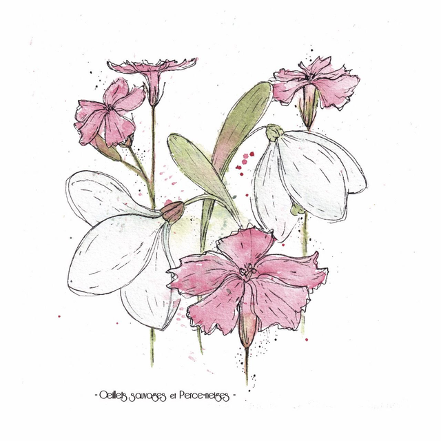 Oeillets et perces-neige