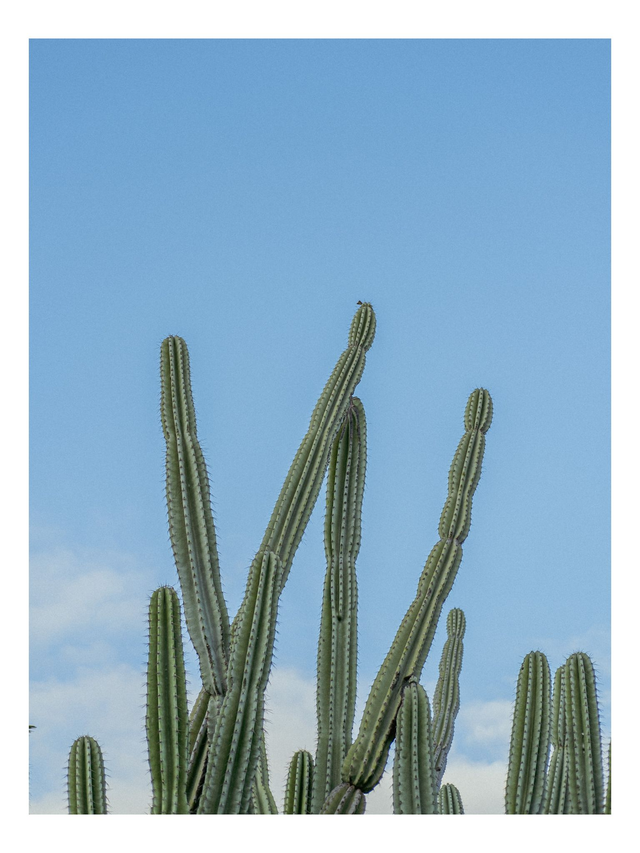 Cactus
