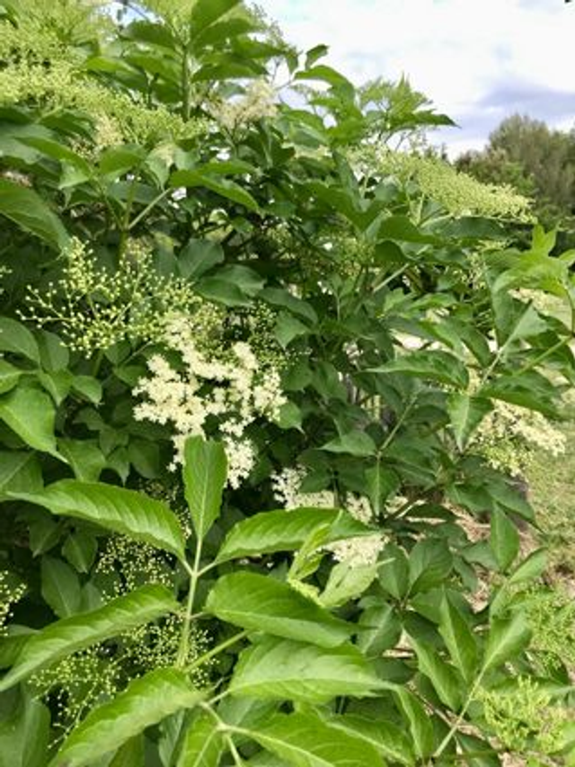 Sureau Noir (Sambucus nigra) - Végétal local