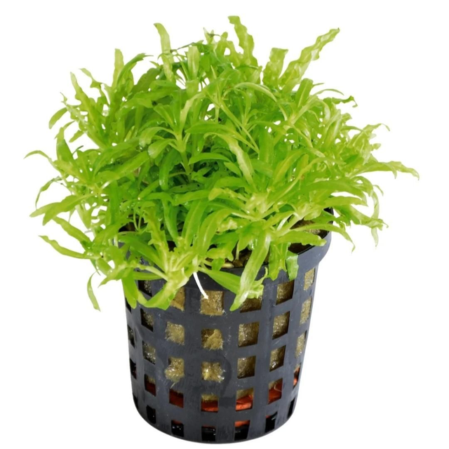 AP Pogostemon Helferi 8715897272493