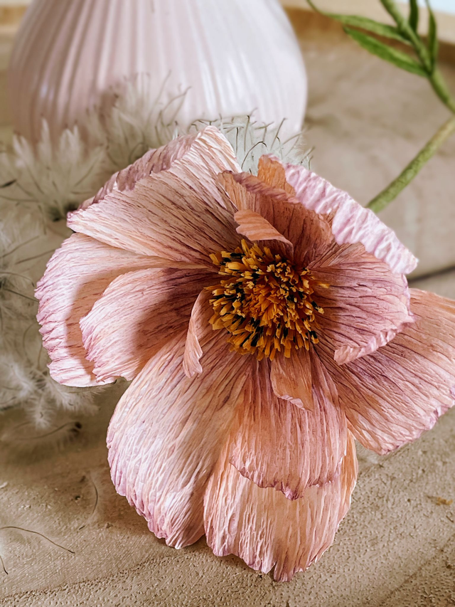 Double cosmos "Oréa"