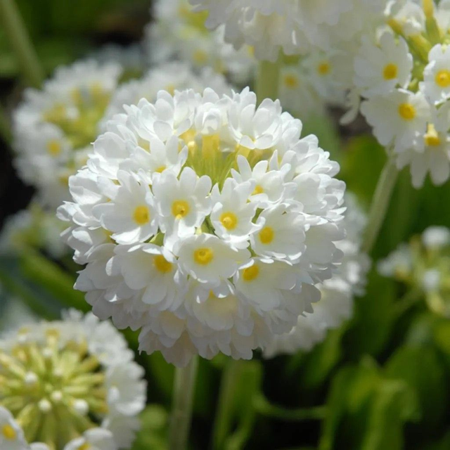 Primula