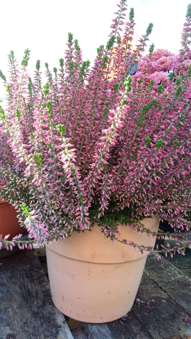 Bruyère pot en terre