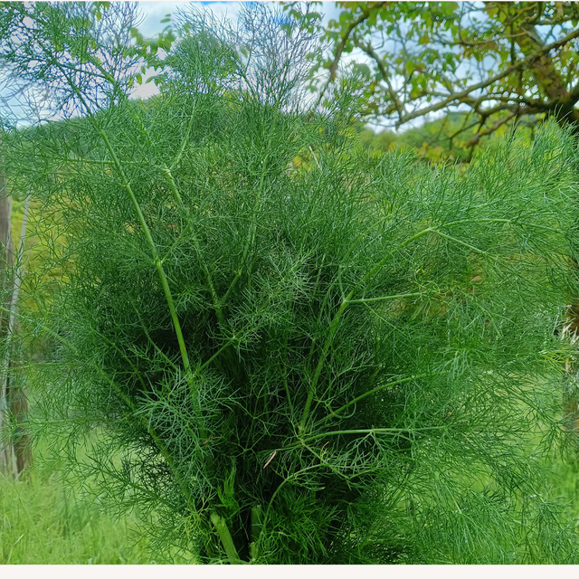 Pesto di Finocchietto selvatico 100g