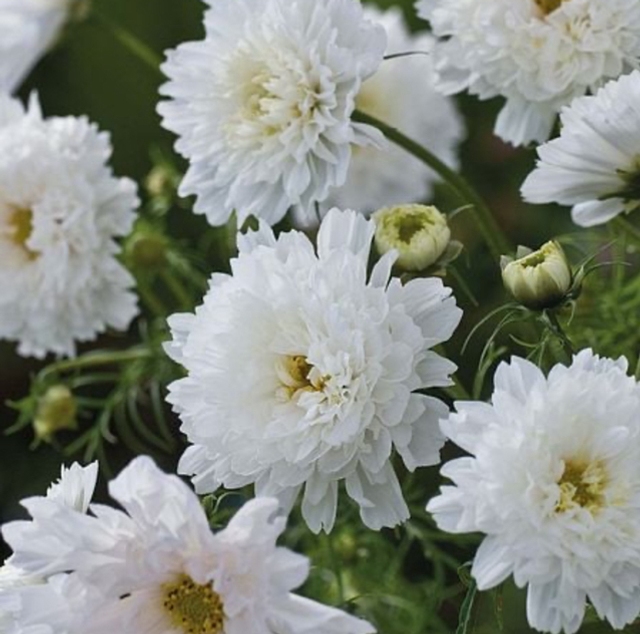 Cosmos Double Click Snow Puff