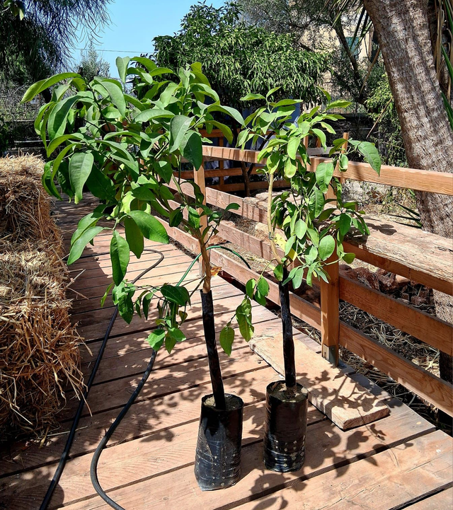 N31 . Pompelmo rosa in fitocella