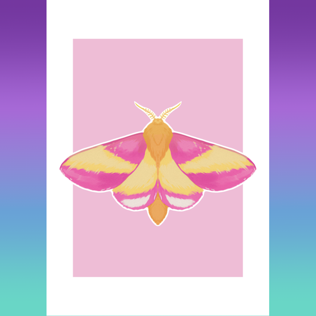MOTH SERIES - Rosy Maple Print