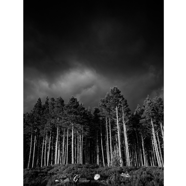 Into The Forest