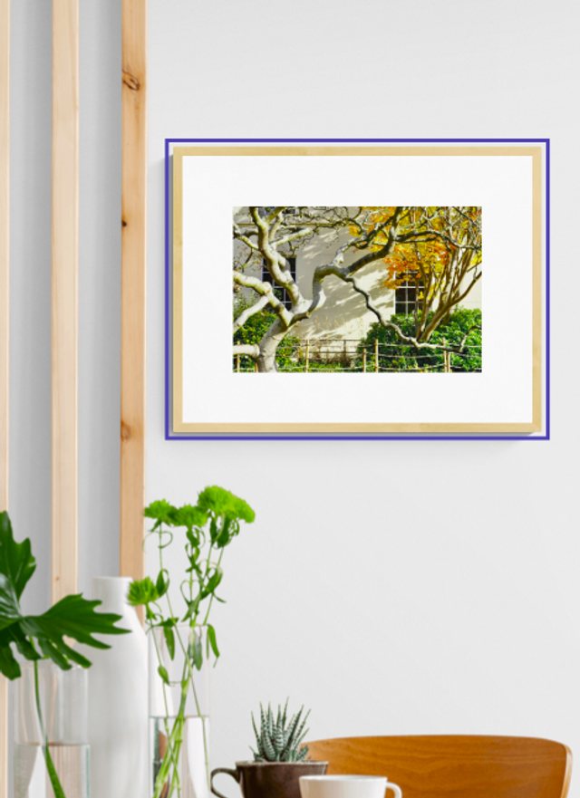 A tree for all seasons- Print