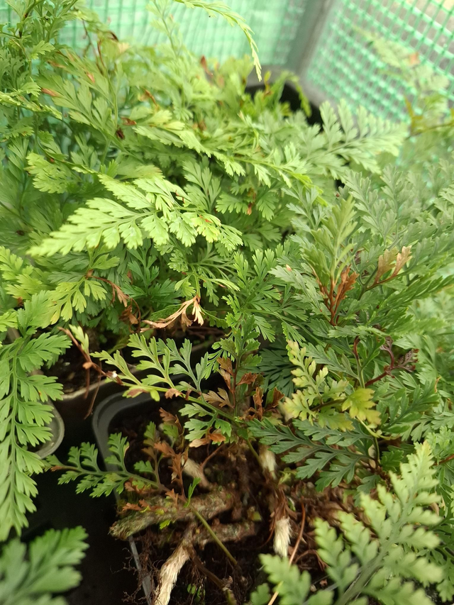 Davallia tyermanii - White Rabbit Foot Fern 9cm