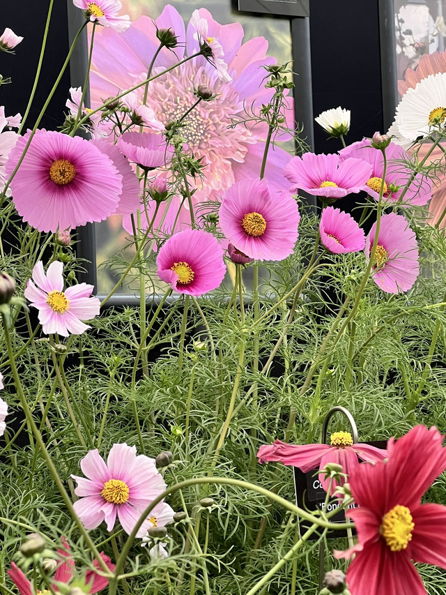 Cosmos Fondant Fancy