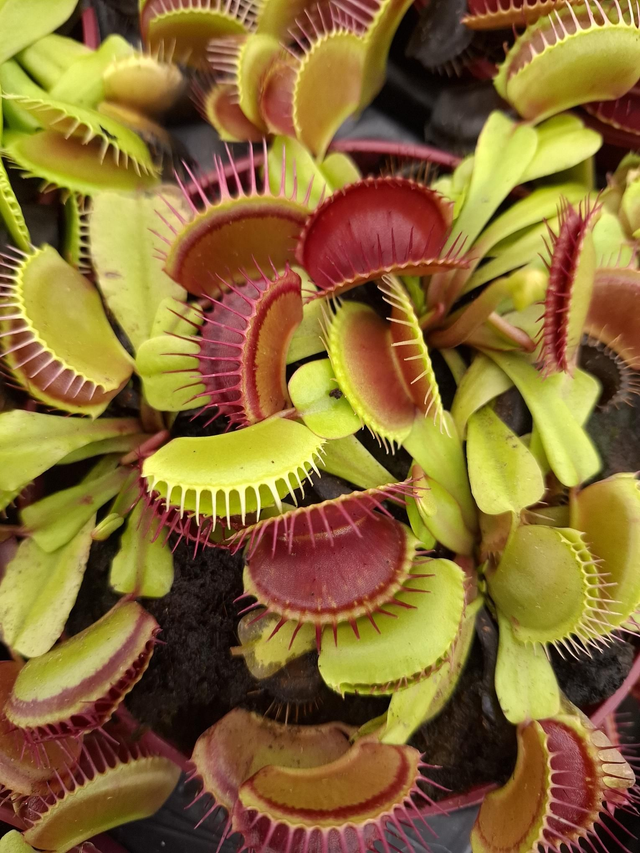 Dionaea muscipula- Venus Fly Trap