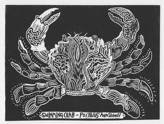 Henslow’s Swimming Crab