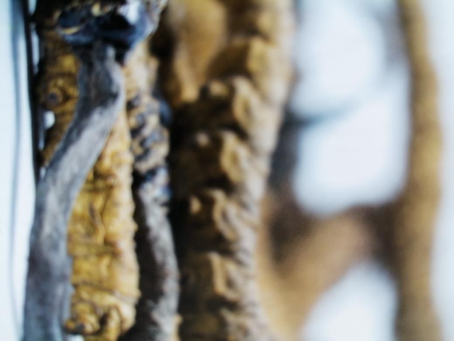 Cordyceps sinensis Caps. 70 Caps./verpakking 